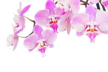 pink  orchid branch close up
