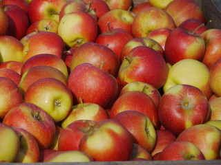 many apples in wooden boxes
