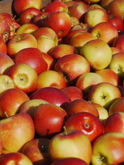 many apples in wooden boxes