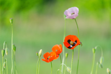 Blossom of the red wild poppies with seeds