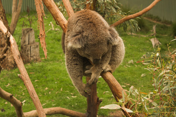 Australia National Park