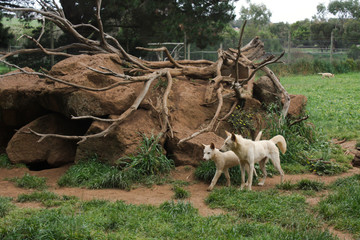 Australia National Park