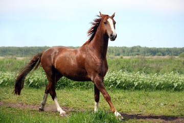 Chestnut horse galloping at the field