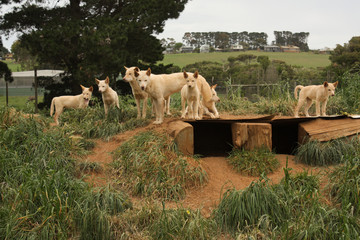 Australia National Park