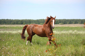 Fototapeta premium Cisawy koń galopujący na polu