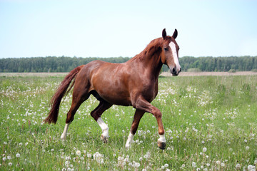 Fototapeta na wymiar Chestnut horse trotting at the field