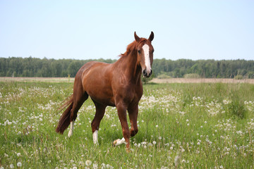 Chestnut horse trotting at the field