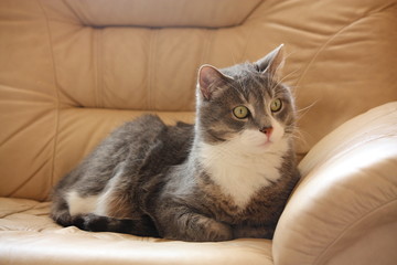 Cute gray resting on the sofa