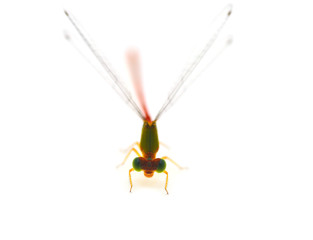Dragonfly pin.