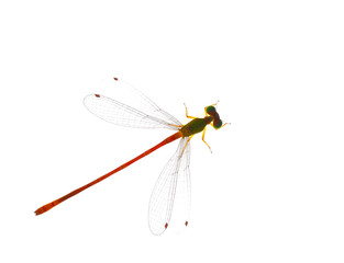 Dragonfly pin.