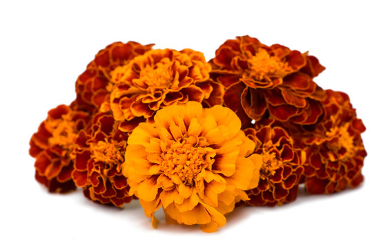 marigolds isolated