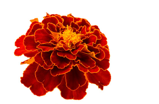 marigolds isolated