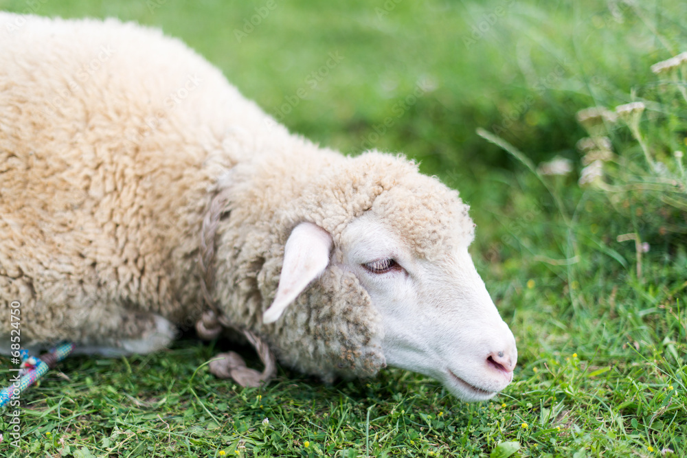 Sticker Sheep grazing in the meadow