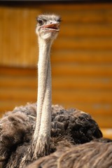 Ostrich head closeup