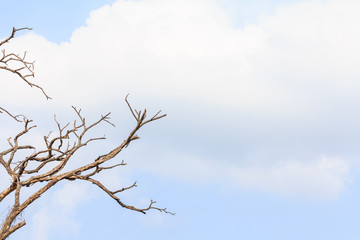 Dead tree branch.