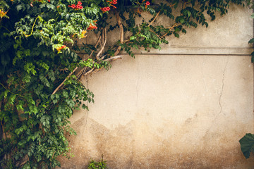 Flowers and green plant on old wall