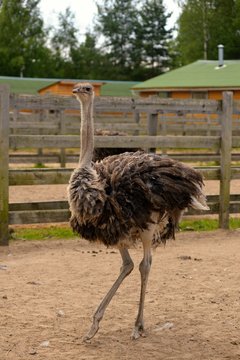ostrich on a farm in lenigradsky area
