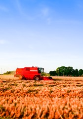 Obraz premium Getreideernte, Mähdrescher am Abend