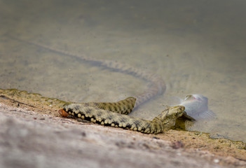 Snake with prey