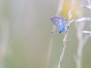 Gossamer Winged Butterfly