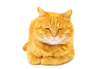 ginger cat isolated