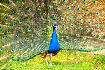 Fototapeta premium Splendid peacock with feathers out