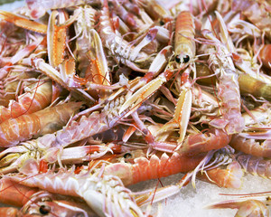 background of fresh scampi