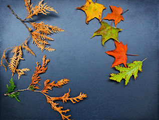 Autumn frame, cedar, maple, oak