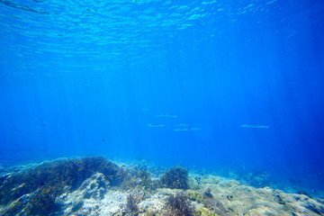 Fototapeta na wymiar Underwater sunlight scena coral reef