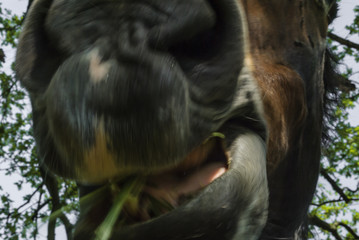 Obraz premium Chewing horse - blurry motion