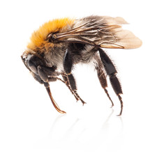 Bumblebee Isolated on white background, macro