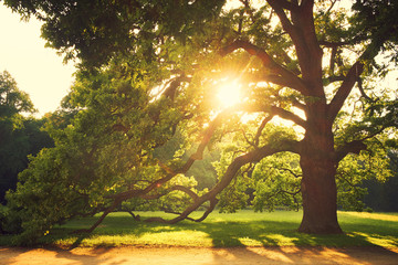 Naklejka premium Old big tree