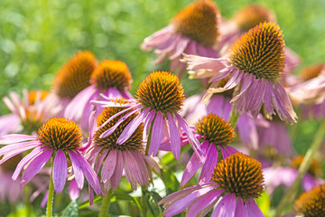 Roter Sonnenhut, Echinacea purpurea