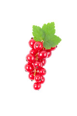 Isolated red currant