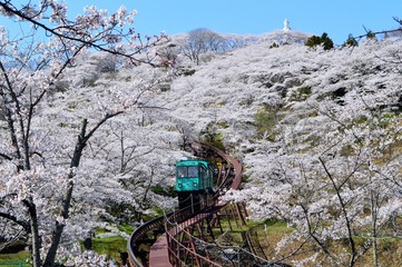 船岡城址公園の桜