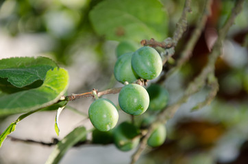 Green plums