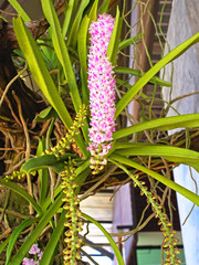 Rhynchostylis gigantea