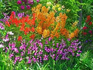 Obraz premium Orchid Garden