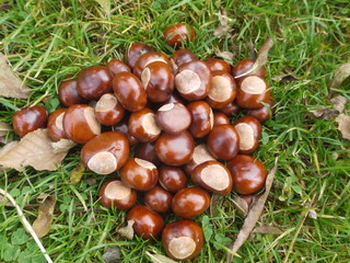 chestnut horse conker