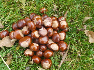 chestnut horse conker