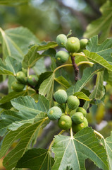 Cluster of green figs growing on a branch