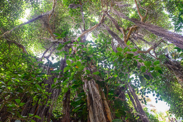 Obraz premium Tropical vegetation