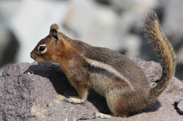 Naklejka na ściany i meble Cascade Golden-mantled Ground Squirrel