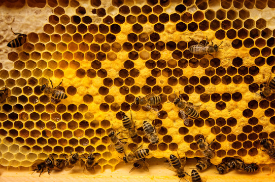Bienenvolk auf Waben
