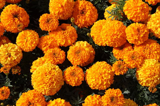Fototapeta background of the big yellow flowers on the green grass