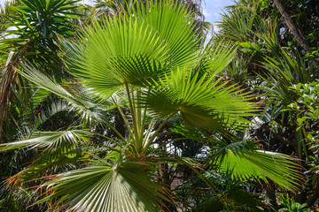 Obraz na płótnie Canvas Tropical vegetation