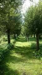 Chemin de promenade