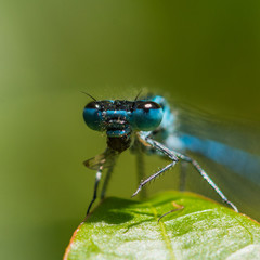 Fototapeta premium Big Eye Bug