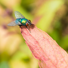 Greenbottle