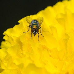Marigold Walker